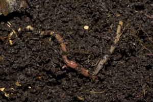 Worm and farming