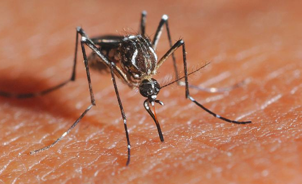 டெங்கு நோயை  உருவாக்கிப் பரவவிட்டது அமெரிக்கா: புதிய கண்டுபிடிப்பு