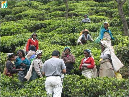 மலையக தோட்டத்தொழிலாளர்களை பொருளாதார அநாதைகளாக்கும் புதிய வர்த்தகத் தந்திரம் : சை.கிங்ஸ்லி கோமஸ்