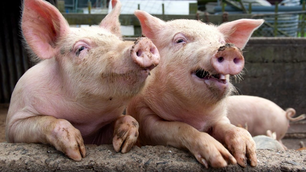 பன்றித் தொழுவத்திலிருந்து கேட்கும் கூச்சல்