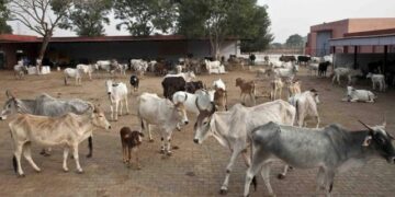 இந்தியாவில் மீண்டும் அதிகரிக்கும் மத ரீதியான கொலைகள்!