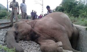 தமிழக வனத்துறை அதிகாரிகளை சிறைபிடித்த கேரள அதிகாரிகள்!