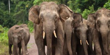 ஓராண்டுக்குள் 85 யானைகள் உயிரிழப்பு!